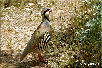 Alectoris Chukar